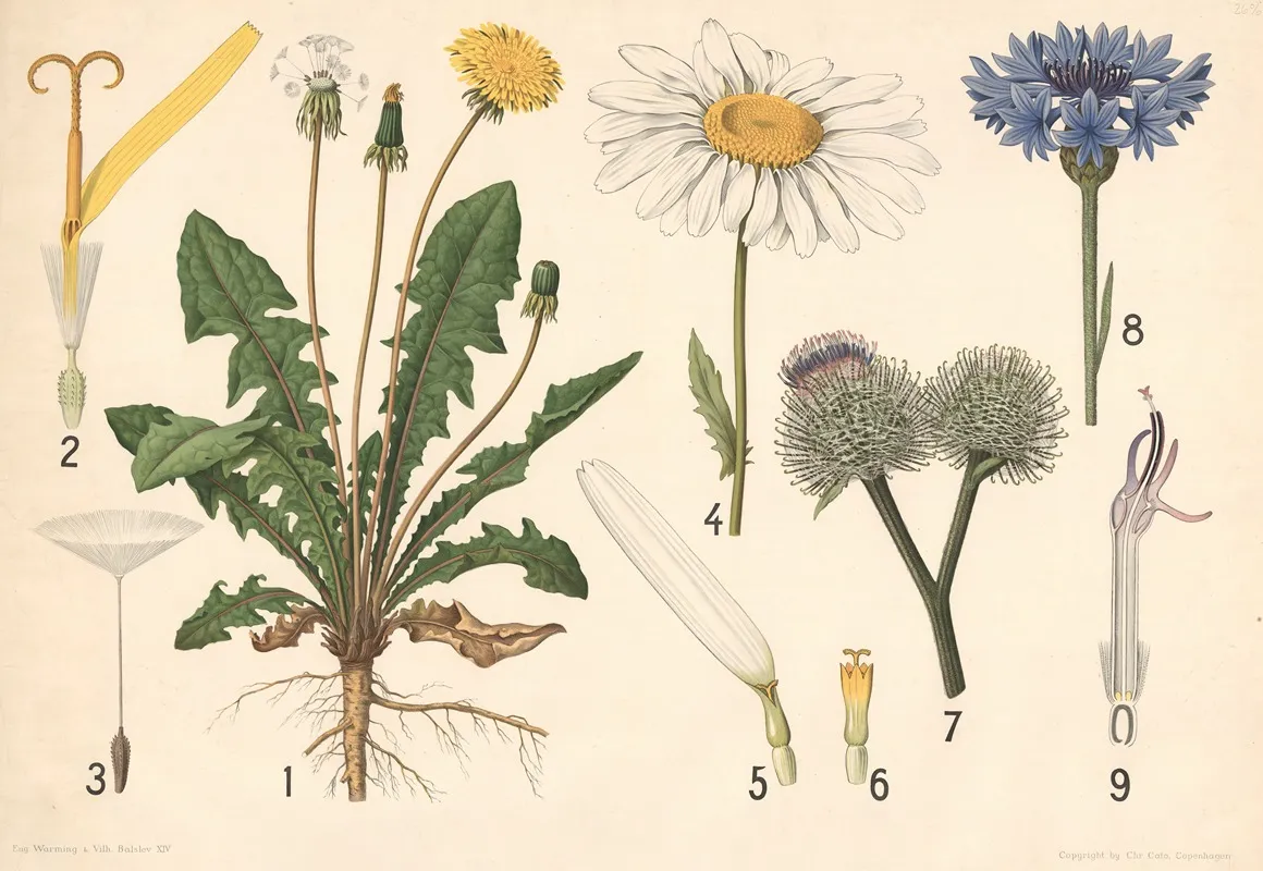Kurveblomster Maelkebotte Kornblomst Og Marguerit Wall Art by Vilhelm Balslev - High-Resolution Digital Print