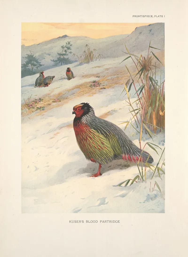 Kusers Blood Partridge Ithagenes Kuseri Wall Art by Archibald Thorburn - High-Resolution Digital Print
