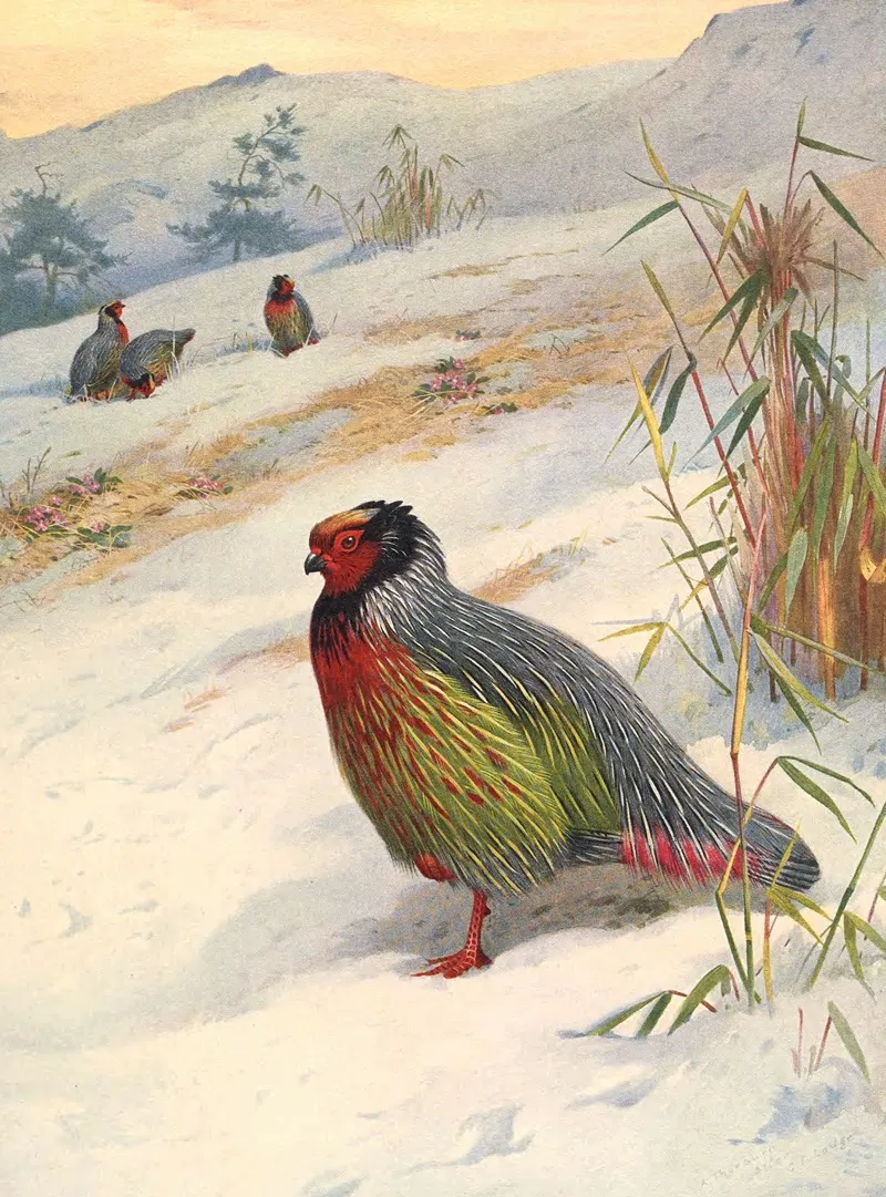 Kusers Blood Partridge Wall Art by Archibald Thorburn - High-Resolution Digital Print