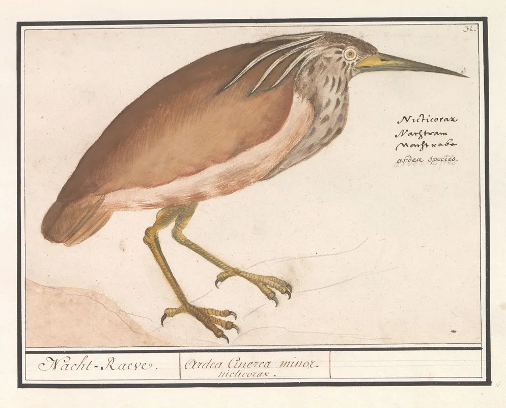 Kwak Nycticorax Nycticorax 2 Wall Art by Anselmus Boëtius de Boodt - High-Resolution Digital Print