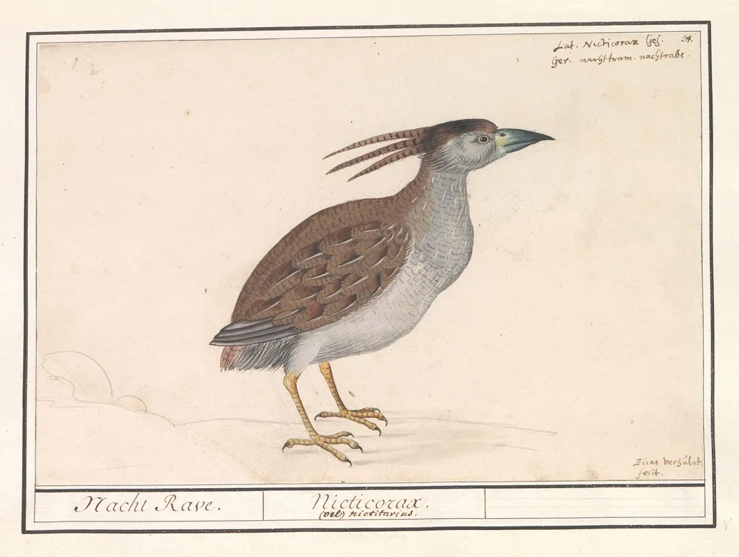 Kwak Nycticorax Nycticorax Wall Art by Anselmus Boëtius de Boodt - High-Resolution Digital Print