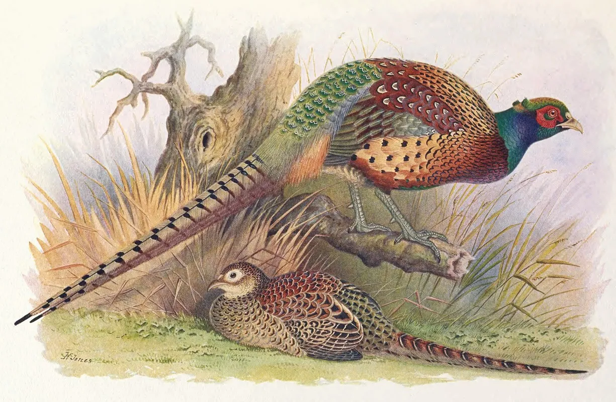 Kweichow Pheasant Wall Art by Henry Jones - High-Resolution Digital Print