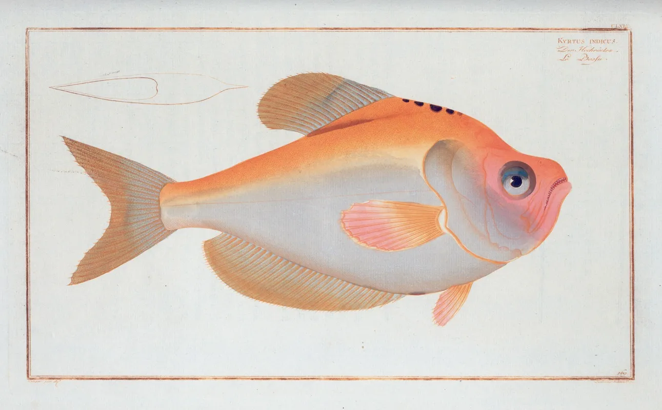 Kyrtus Indicus Wall Art by Marcus Elieser Bloch - High-Resolution Digital Print