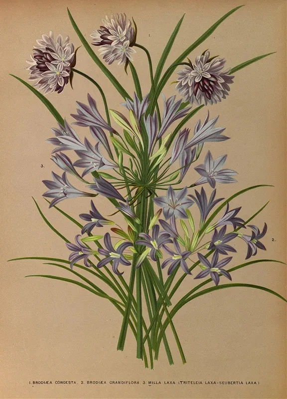 L Brodiea Congesta 2 Brodiea Grandlflora 3 Milla Laxa Triteleia Laxa Seubertia Laxa Wall Art by Arentina Hendrica Arendsen - High-Resolution Digital Print
