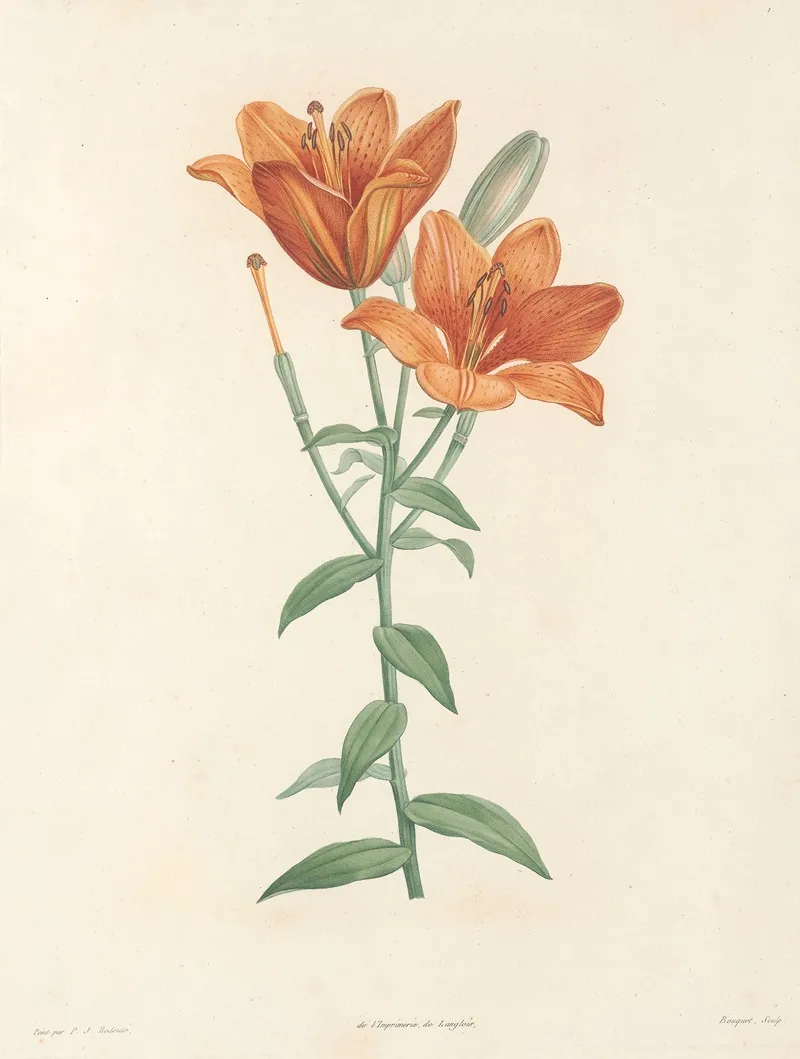 La Botanique De J J Rousseau Pl 01 Wall Art by Pierre Joseph Redouté - High-Resolution Digital Print