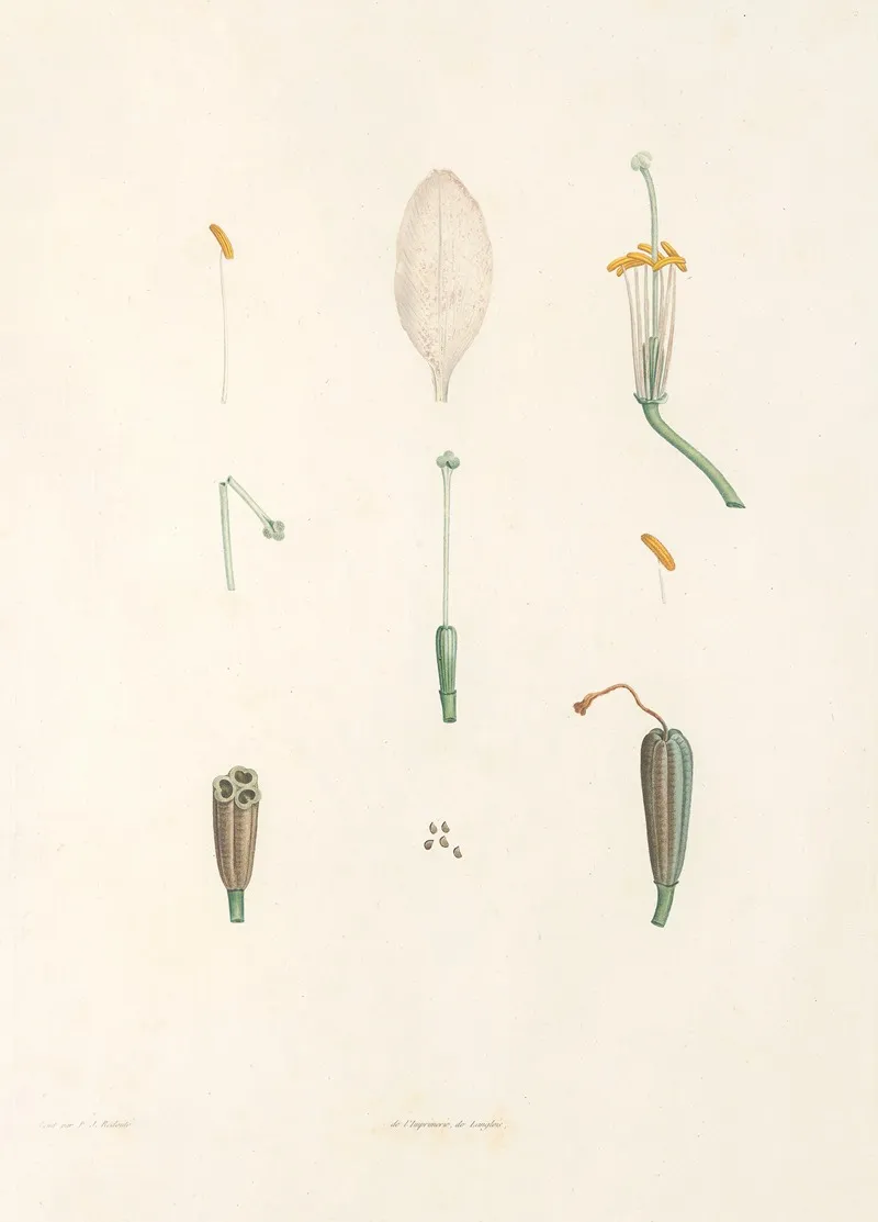 La Botanique De J J Rousseau Pl 02 Wall Art by Pierre Joseph Redouté - High-Resolution Digital Print