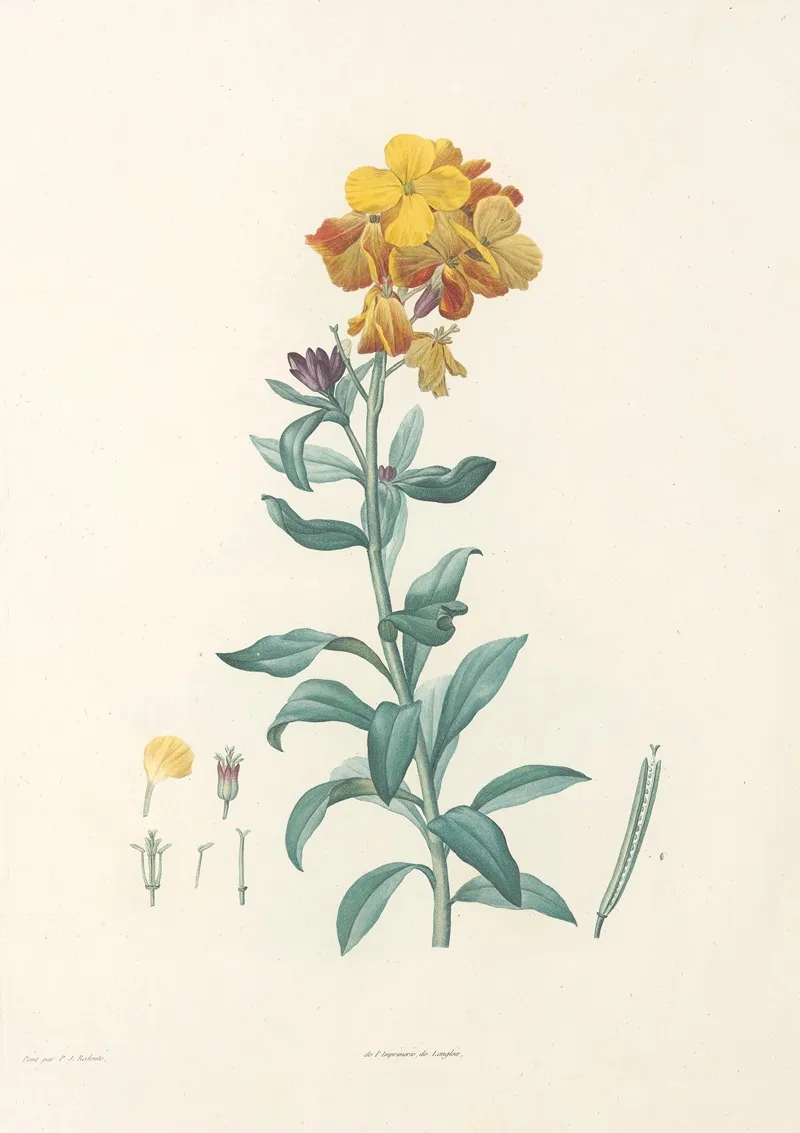 La Botanique De J J Rousseau Pl 08 Wall Art by Pierre Joseph Redouté - High-Resolution Digital Print