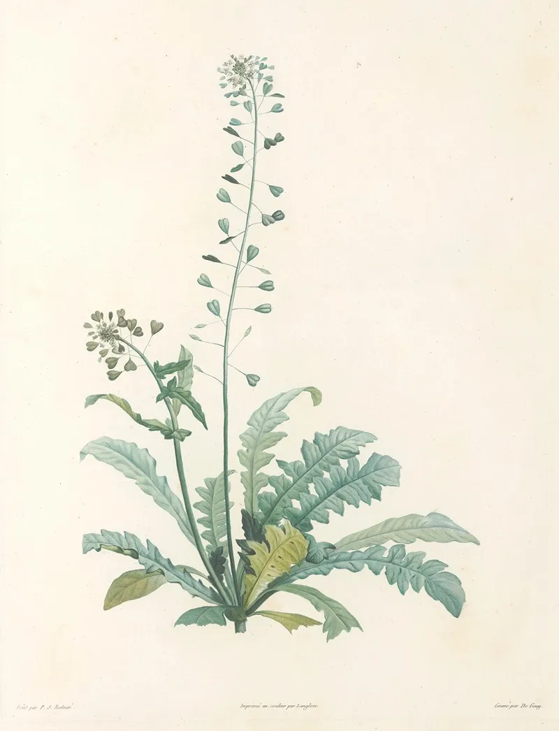 La Botanique De J J Rousseau Pl 13 Wall Art by Pierre Joseph Redouté - High-Resolution Digital Print