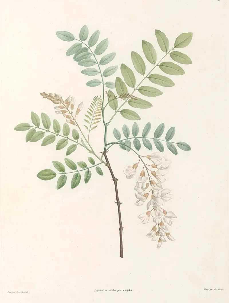 La Botanique De J J Rousseau Pl 18 Wall Art by Pierre Joseph Redouté - High-Resolution Digital Print
