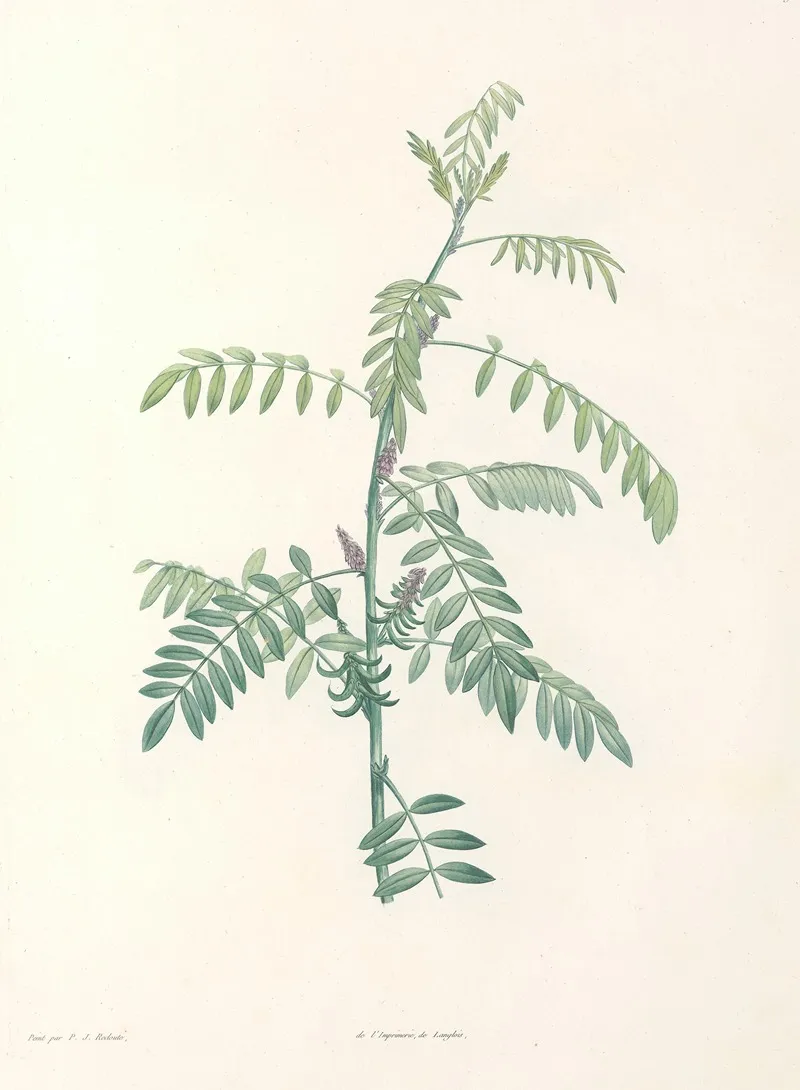La Botanique De J J Rousseau Pl 19 Wall Art by Pierre Joseph Redouté - High-Resolution Digital Print