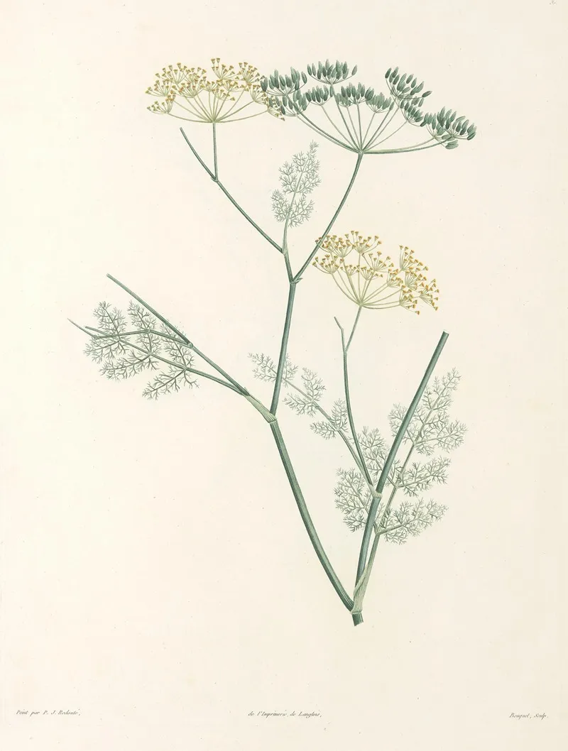 La Botanique De J J Rousseau Pl 30 Wall Art by Pierre Joseph Redouté - High-Resolution Digital Print