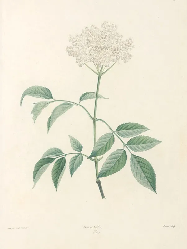 La Botanique De J J Rousseau Pl 33 Wall Art by Pierre Joseph Redouté - High-Resolution Digital Print