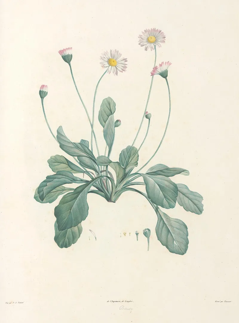 La Botanique De J J Rousseau Pl 34 Wall Art by Pierre Joseph Redouté - High-Resolution Digital Print