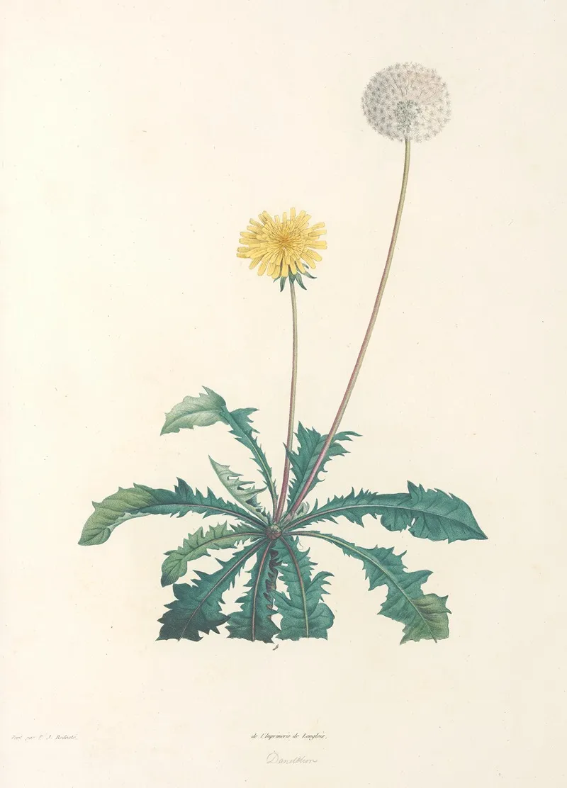 La Botanique De J J Rousseau Pl 35 Wall Art by Pierre Joseph Redouté - High-Resolution Digital Print