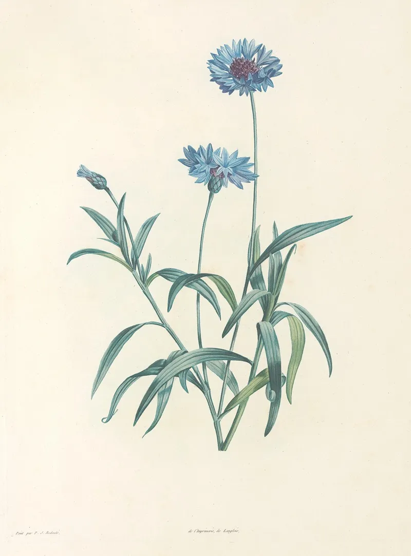 La Botanique De J J Rousseau Pl 37 Wall Art by Pierre Joseph Redouté - High-Resolution Digital Print
