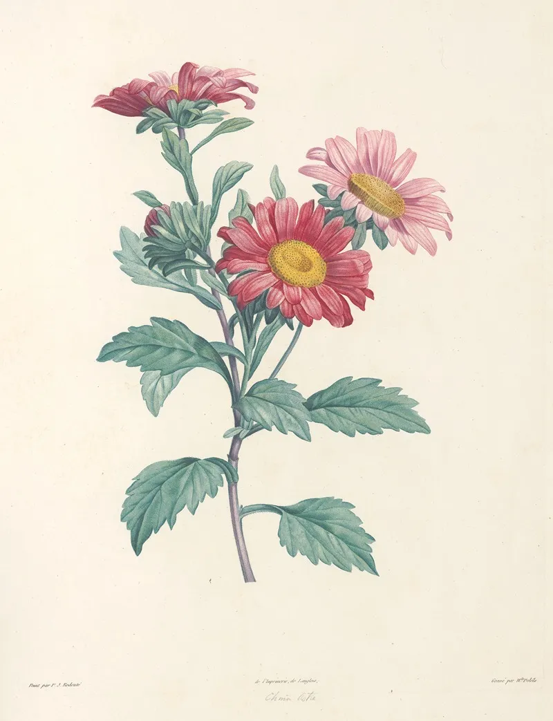 La Botanique De J J Rousseau Pl 38 Wall Art by Pierre Joseph Redouté - High-Resolution Digital Print