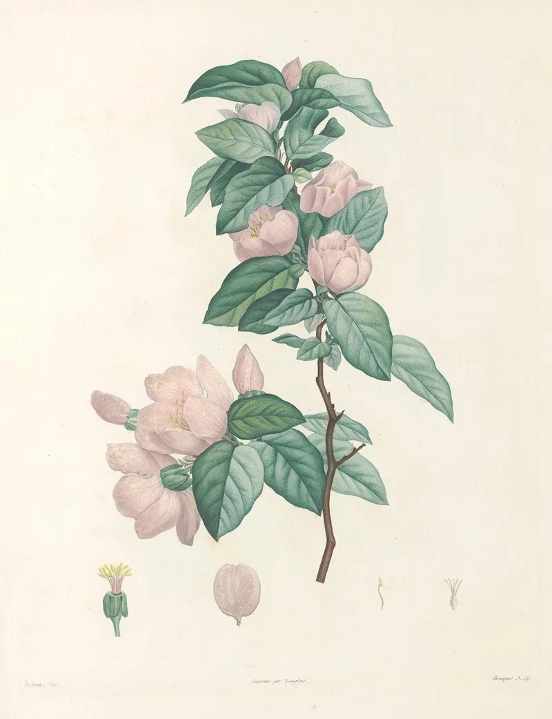 La Botanique De J J Rousseau Pl 40 Wall Art by Pierre Joseph Redouté - High-Resolution Digital Print