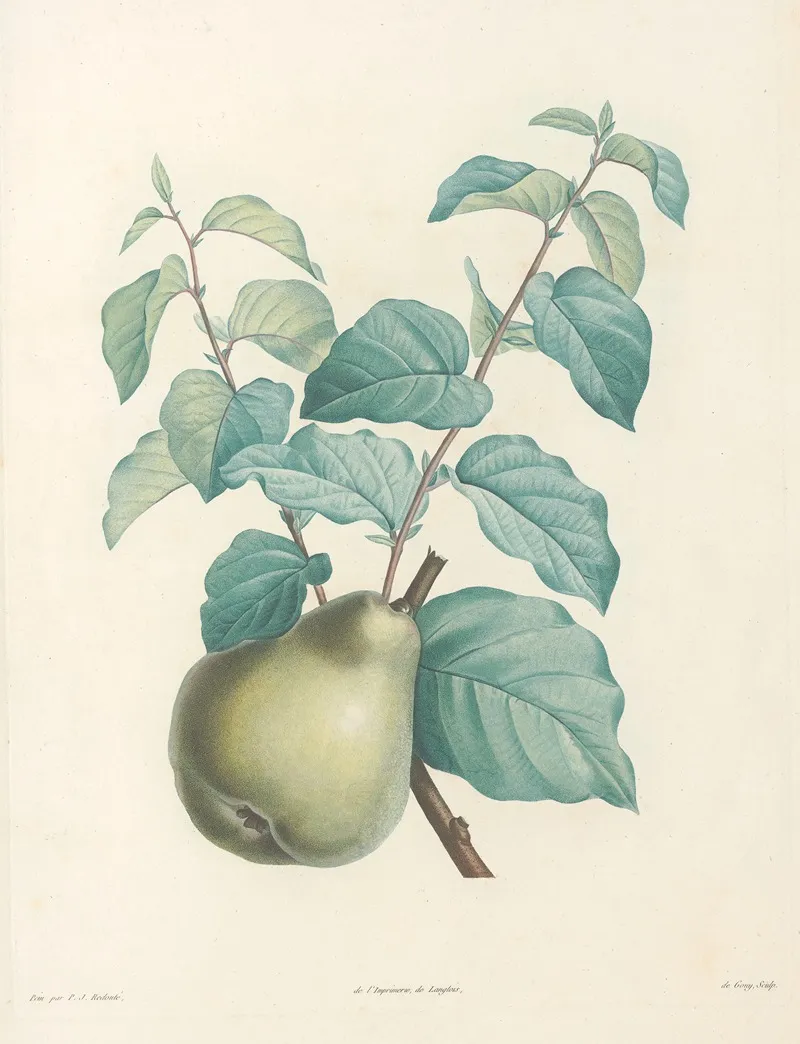 La Botanique De J J Rousseau Pl 41 Wall Art by Pierre Joseph Redouté - High-Resolution Digital Print