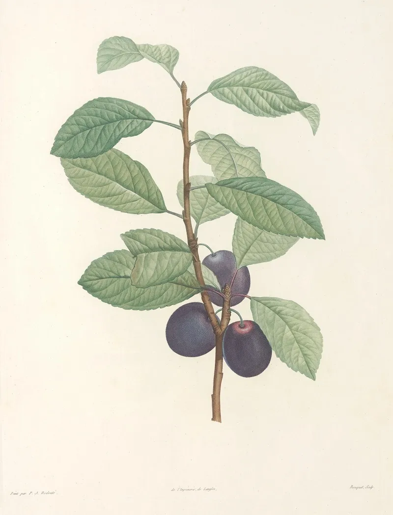 La Botanique De J J Rousseau Pl 44 Wall Art by Pierre Joseph Redouté - High-Resolution Digital Print