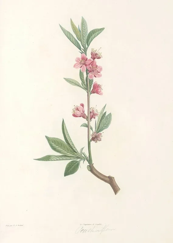 La Botanique De J J Rousseau Pl 45 Wall Art by Pierre Joseph Redouté - High-Resolution Digital Print