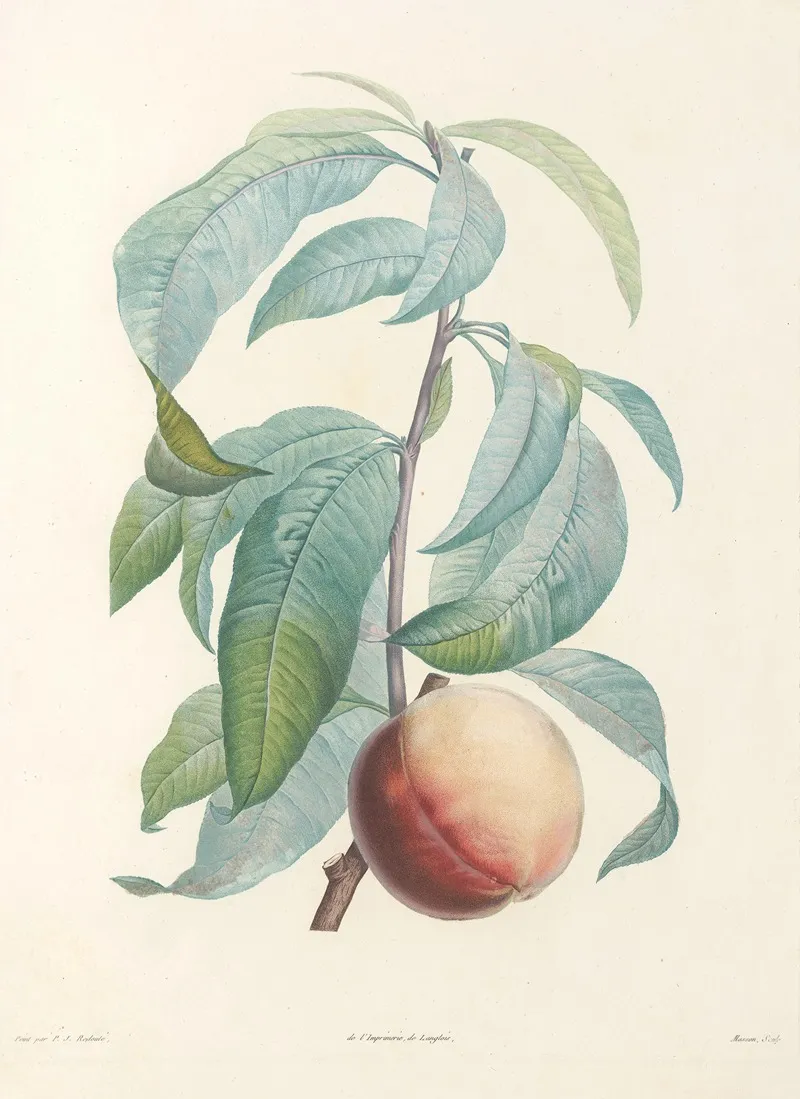 La Botanique De J J Rousseau Pl 46 Wall Art by Pierre Joseph Redouté - High-Resolution Digital Print
