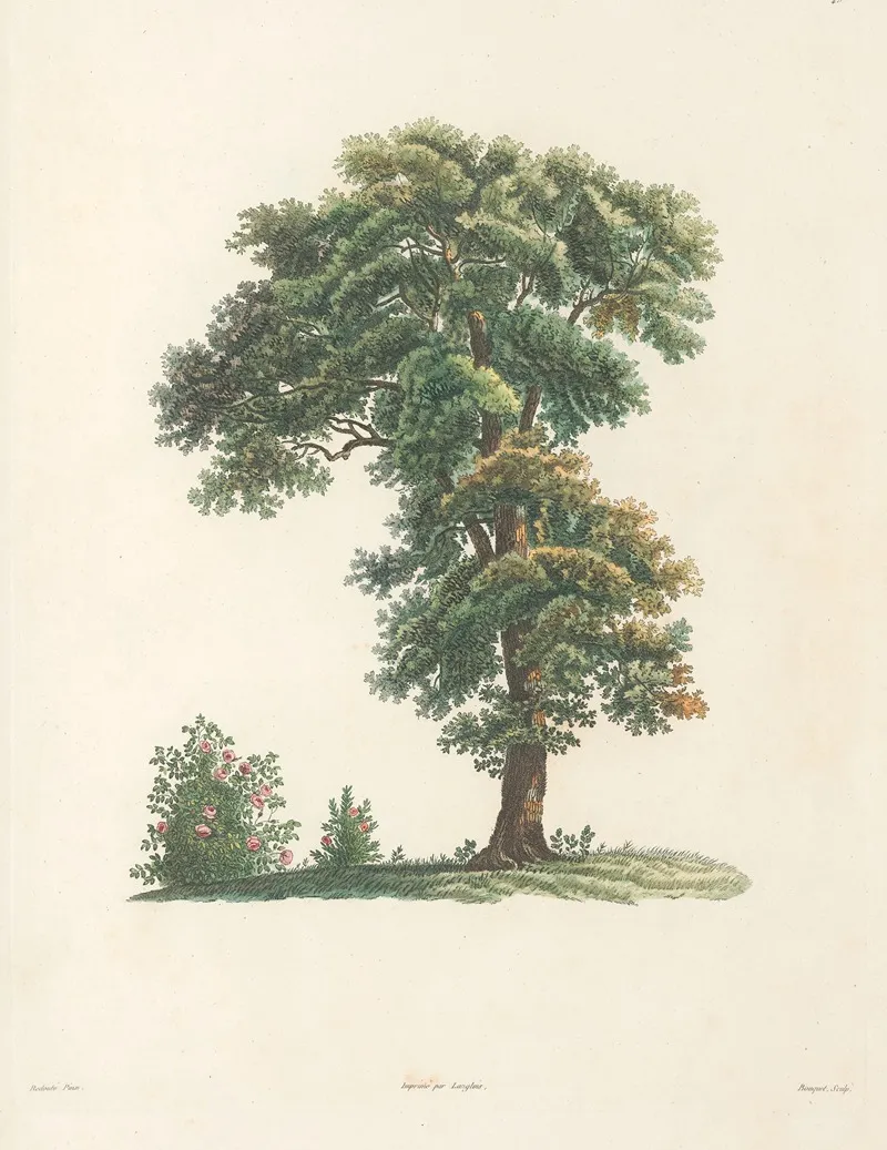La Botanique De J J Rousseau Pl 48 Wall Art by Pierre Joseph Redouté - High-Resolution Digital Print