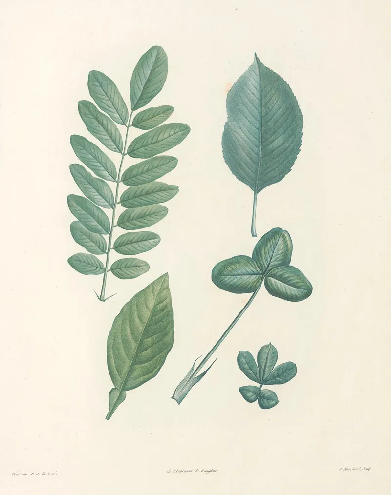 La Botanique De J J Rousseau Pl 52 Wall Art by Pierre Joseph Redouté - High-Resolution Digital Print