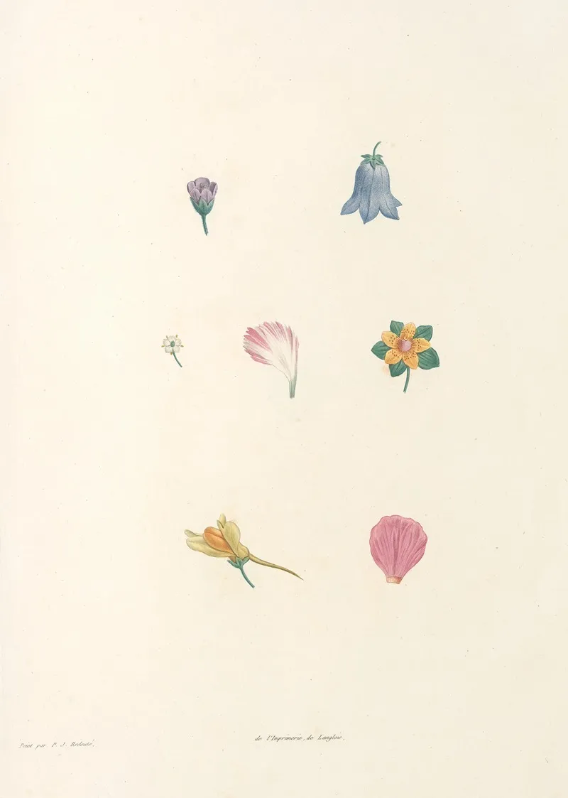 La Botanique De J J Rousseau Pl 59 Wall Art by Pierre Joseph Redouté - High-Resolution Digital Print