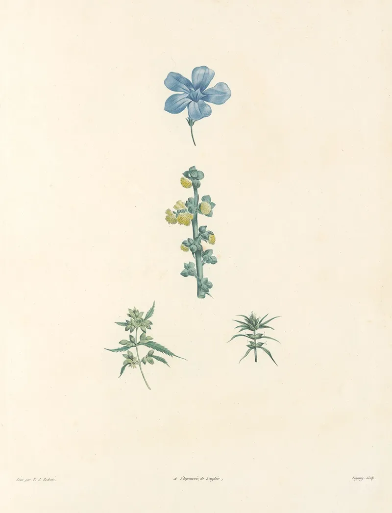 La Botanique De J J Rousseau Pl 61 Wall Art by Pierre Joseph Redouté - High-Resolution Digital Print