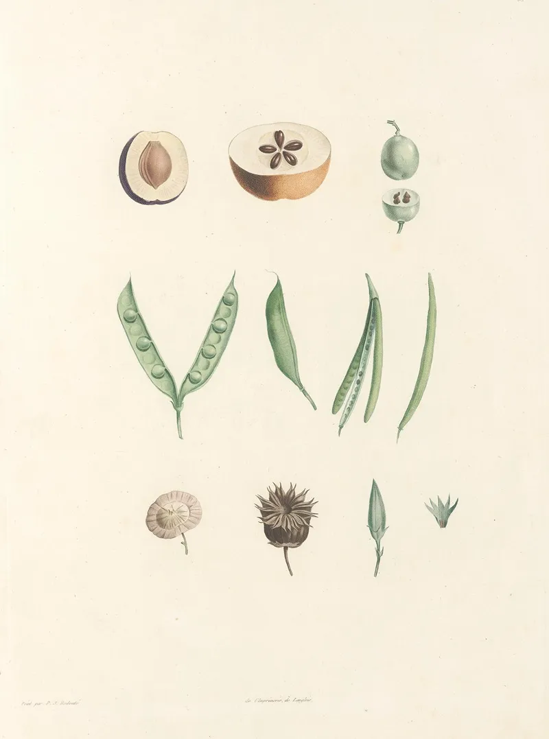 La Botanique De J J Rousseau Pl 62 Wall Art by Pierre Joseph Redouté - High-Resolution Digital Print