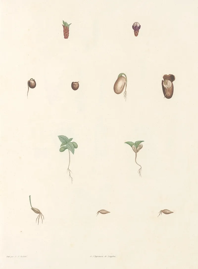 La Botanique De J J Rousseau Pl 63 Wall Art by Pierre Joseph Redouté - High-Resolution Digital Print