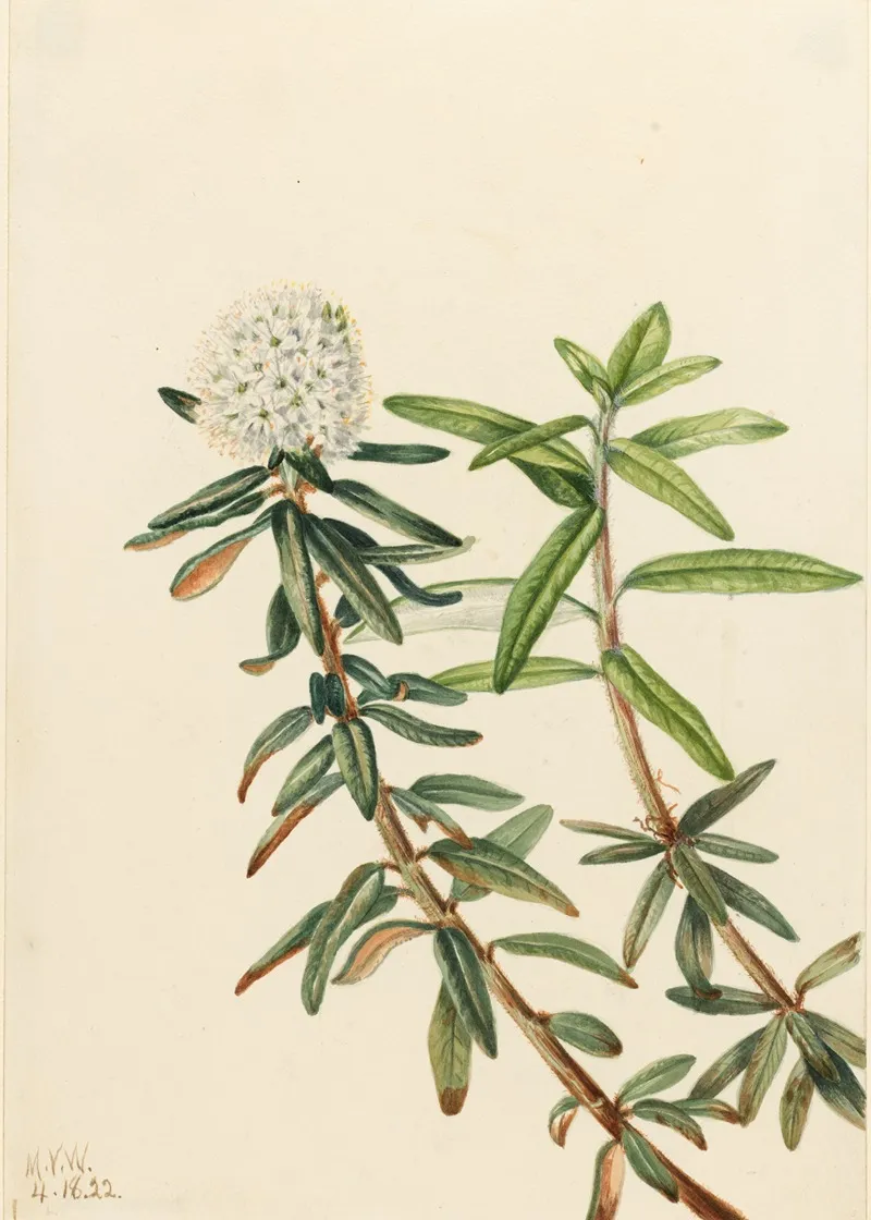 Labrador Tea Ledum Groenlandicum 3