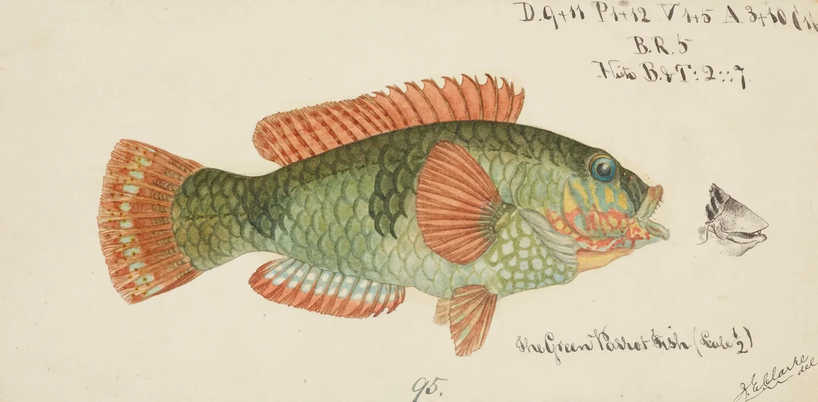 Labridae Tas Wrasse