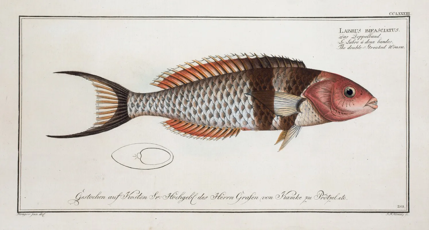Labrus Bifasciatus The Double Streaked Wrasse Wall Art by Marcus Elieser Bloch - High-Resolution Digital Print