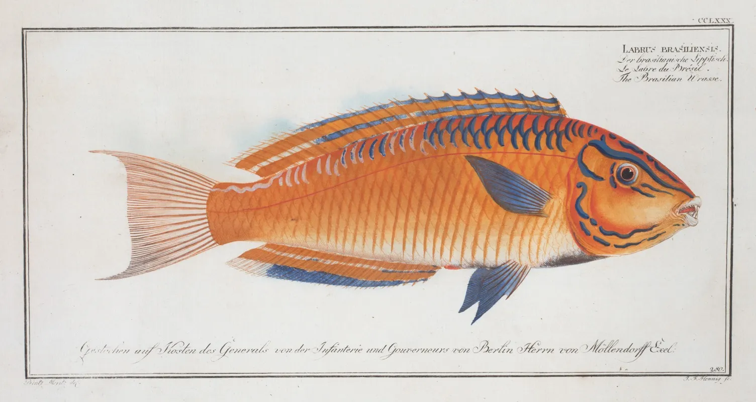Labrus Brasiliensis The Brasilian Wrasse Wall Art by Marcus Elieser Bloch - High-Resolution Digital Print