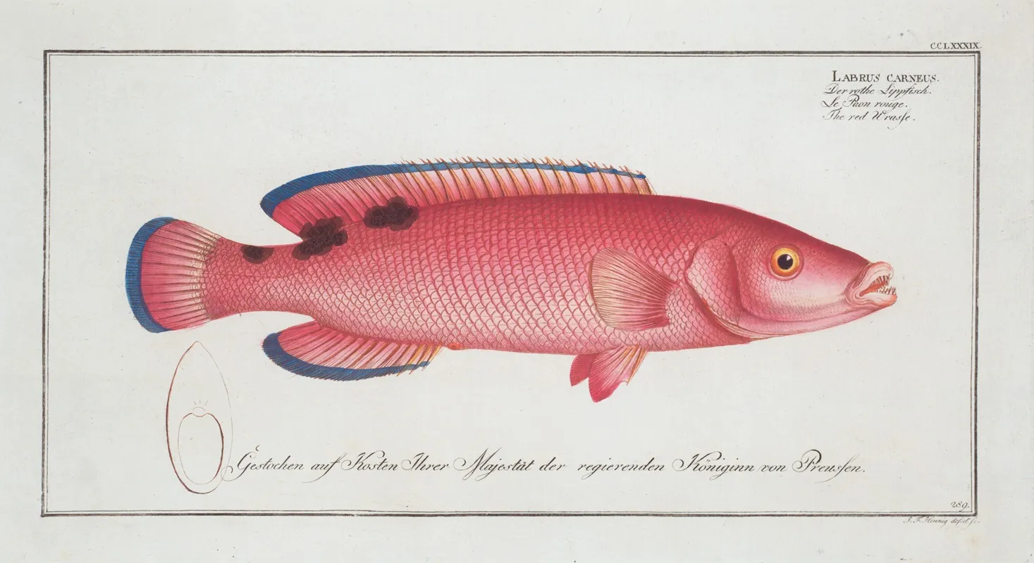 Labrus Carneus The Red Wrasse Wall Art by Marcus Elieser Bloch - High-Resolution Digital Print