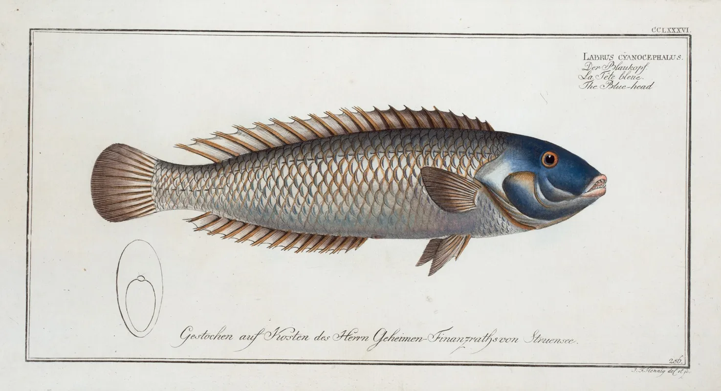 Labrus Cyanocephalus The Blue Head Wall Art by Marcus Elieser Bloch - High-Resolution Digital Print