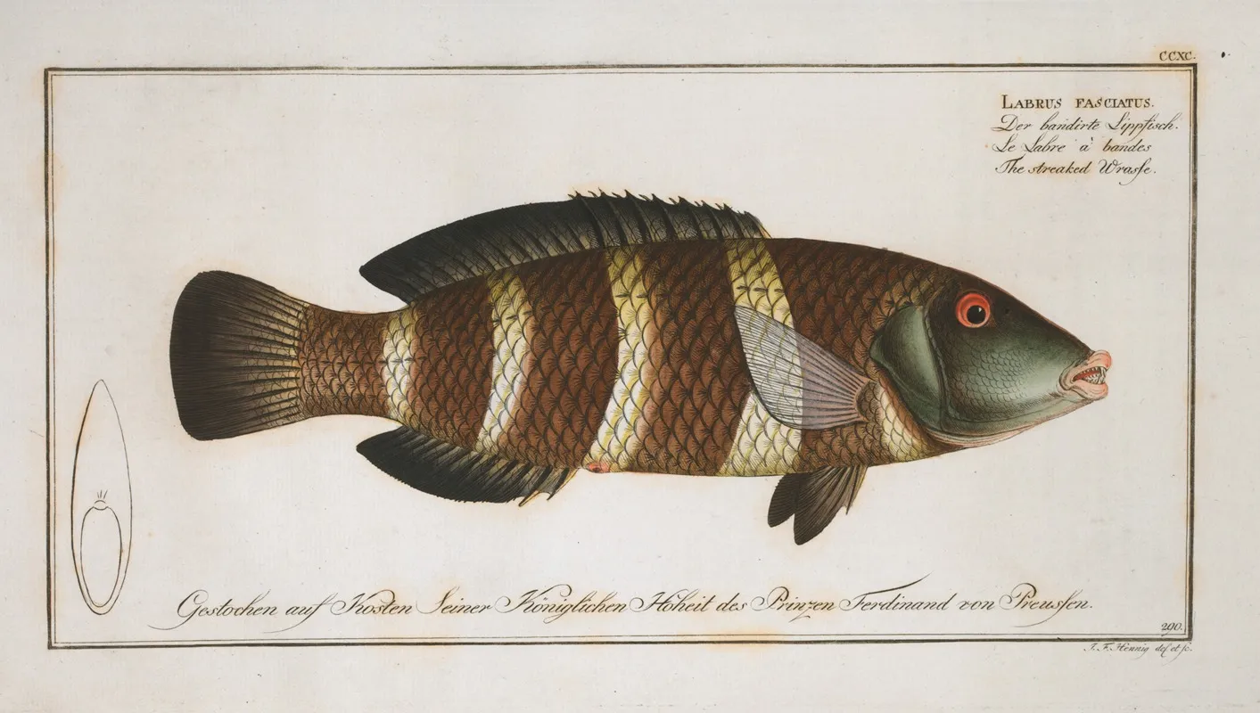 Labrus Fasciatus The Streaked Wrasse Wall Art by Marcus Elieser Bloch - High-Resolution Digital Print