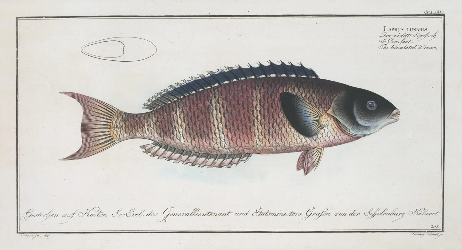 Labrus Lunaris The Lunulated Wrasse Wall Art by Marcus Elieser Bloch - High-Resolution Digital Print