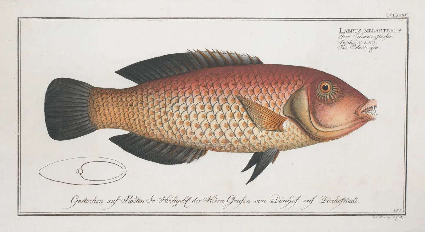 Labrus Melapterus The Black Fin Wall Art by Marcus Elieser Bloch - High-Resolution Digital Print