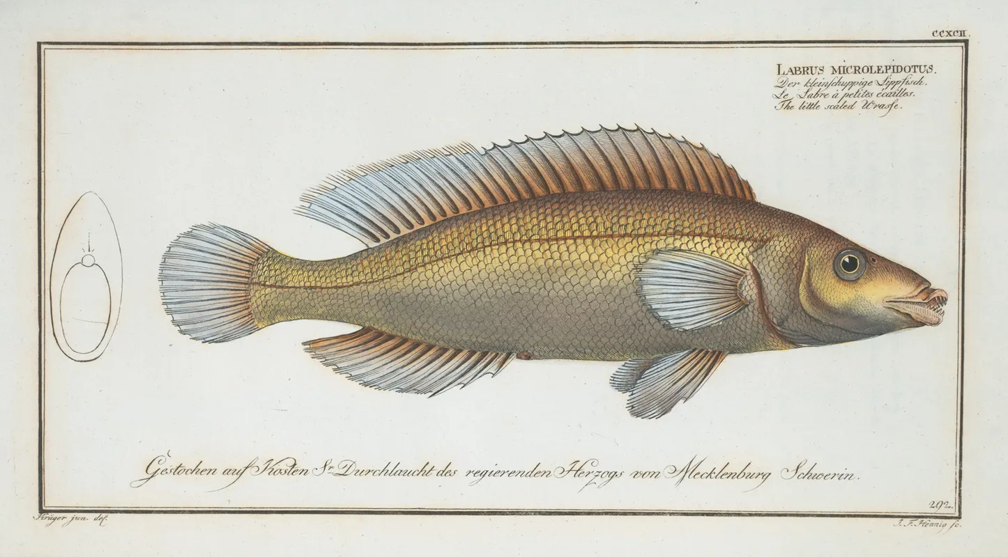 Labrus Microlepidotus The Little Scaled Wrasse Wall Art by Marcus Elieser Bloch - High-Resolution Digital Print
