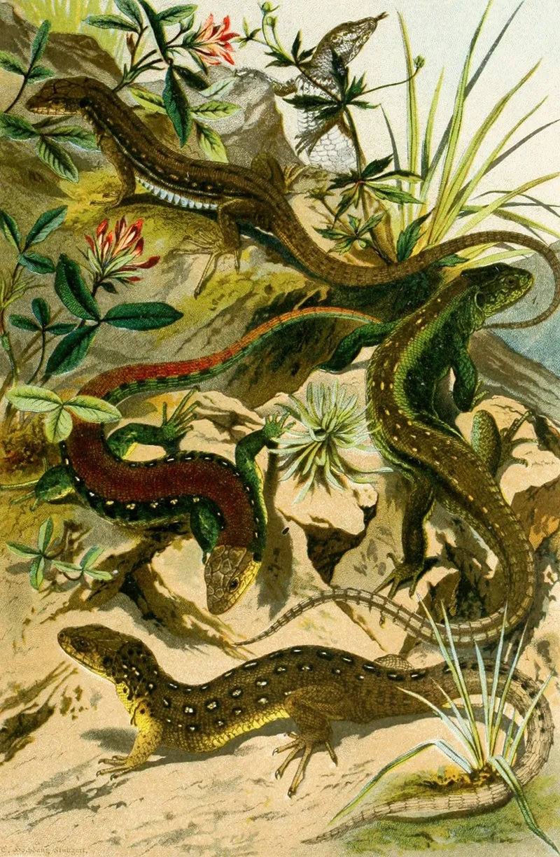 Lacerta Agilis Var Erythromotus Lac Muralis Wall Art by Bruno Dürigen - High-Resolution Digital Print
