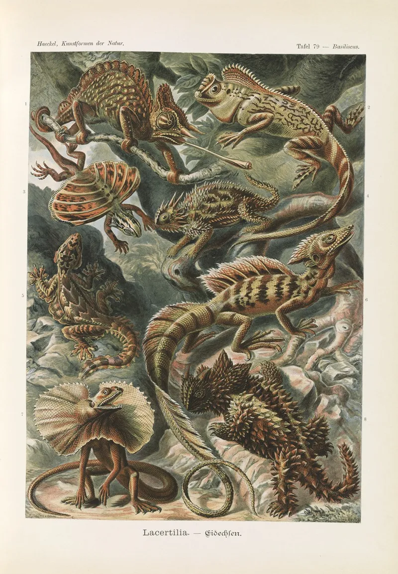 Lacertilia Eidechlen Wall Art by Ernst Haeckel - High-Resolution Digital Print