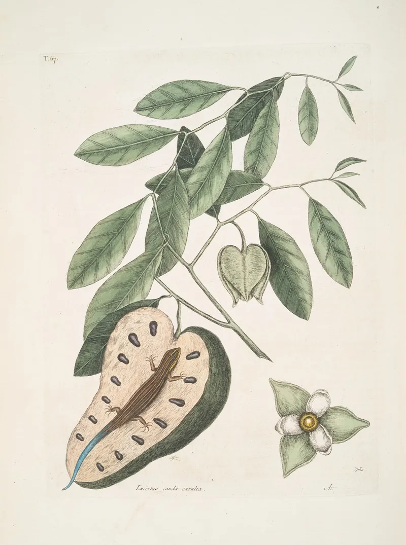 Lacertus Cauda Caerulea The Blue Tail Lizard Anona C Wall Art by Mark Catesby - High-Resolution Digital Print