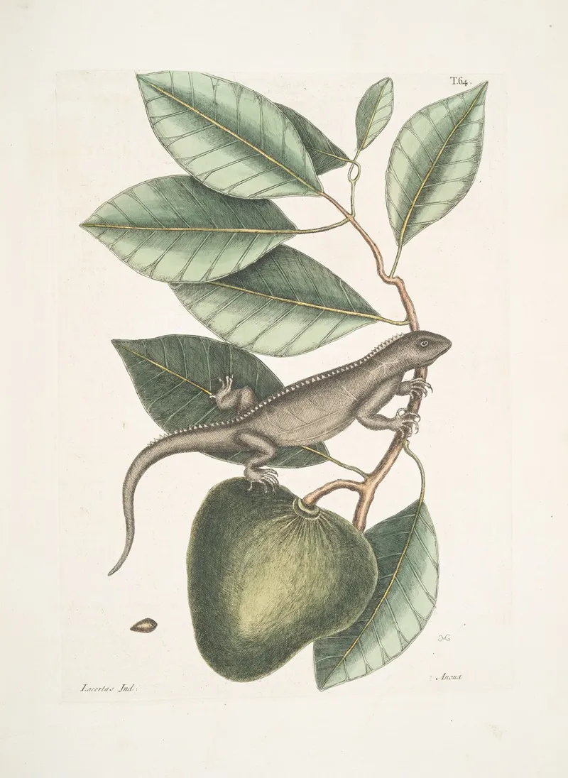 Lacertus Indicus The Guana Anona Wall Art by Mark Catesby - High-Resolution Digital Print