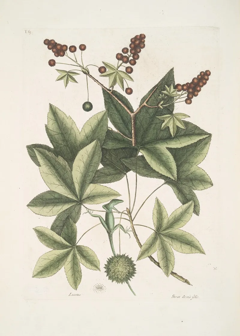 Lacertus Viridis Carolinensis The Green Lizard Of Carolina Stirax Aceris Folio The Sweet Gum Tree Wall Art by Mark Catesby - High-Resolution Digital Print