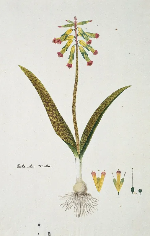 Lachenalia Aloides L F Engl Var Aloides Opal Flowers Wall Art by Robert Jacob Gordon - High-Resolution Digital Print