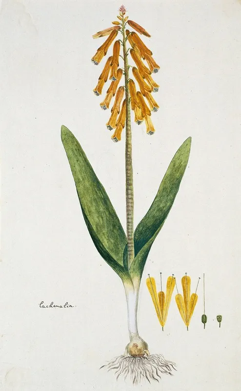 Lachenalia Aloides L F Engl Var Aurea Opal Flower Wall Art by Robert Jacob Gordon - High-Resolution Digital Print