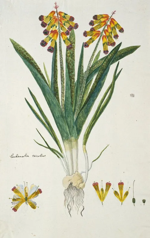Lachenalia Aloides L F Engl Var Quadricolor Opal Flower Wall Art by Robert Jacob Gordon - High-Resolution Digital Print