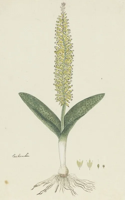 Lachenalia Arbuthnotiae W F Barker Hyacinth Wall Art by Robert Jacob Gordon - High-Resolution Digital Print